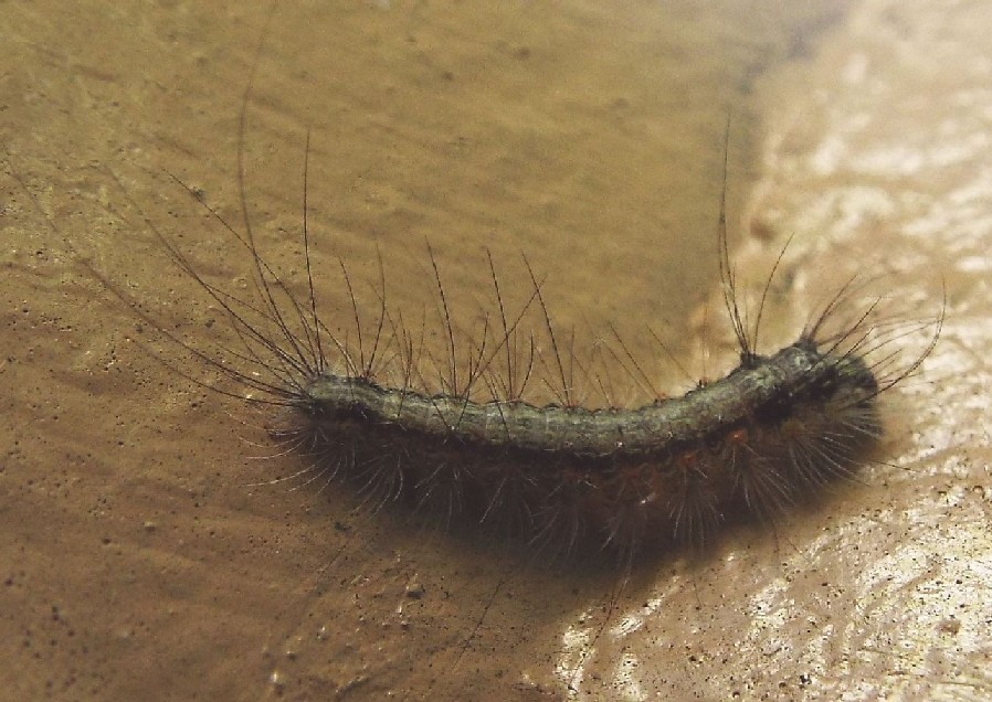 Larve di lepidotteri australiani